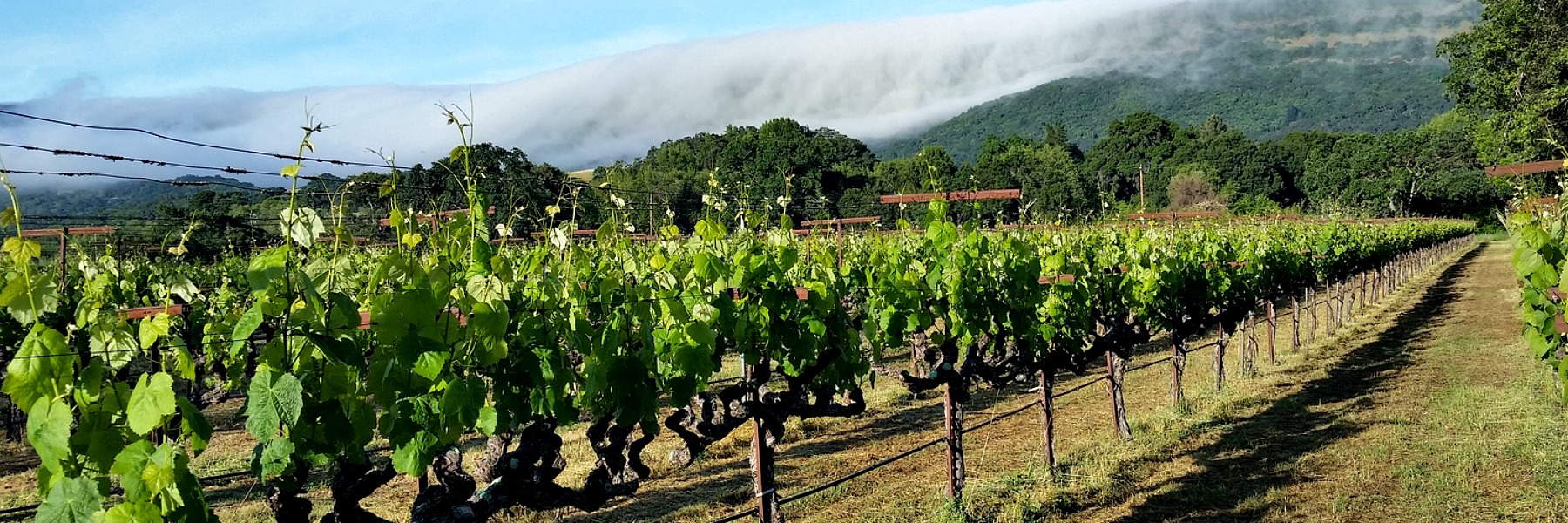 Outer Space Wine Blogs Vineyard Shot Rancho Chimiles Vineyard