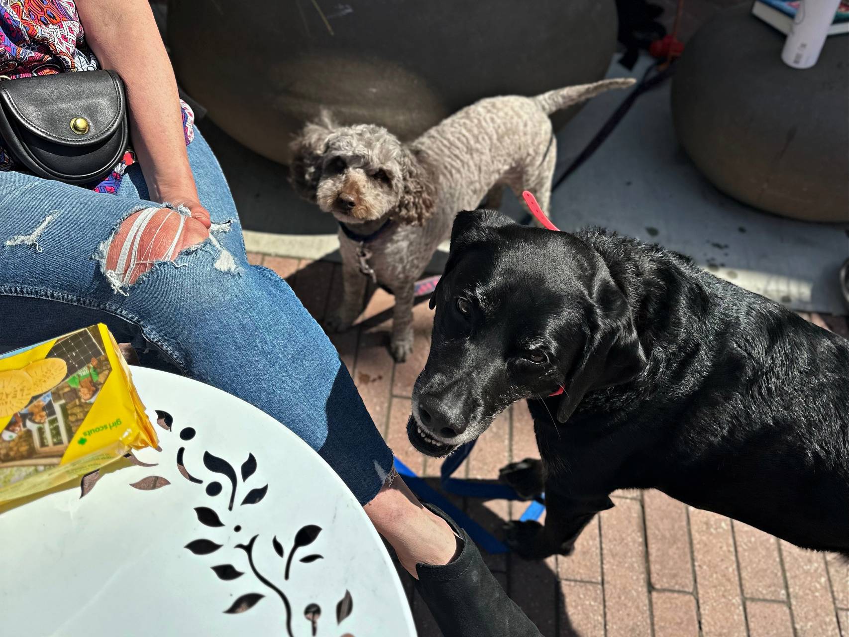 Dog Day Afternoons at Outer Space Wines