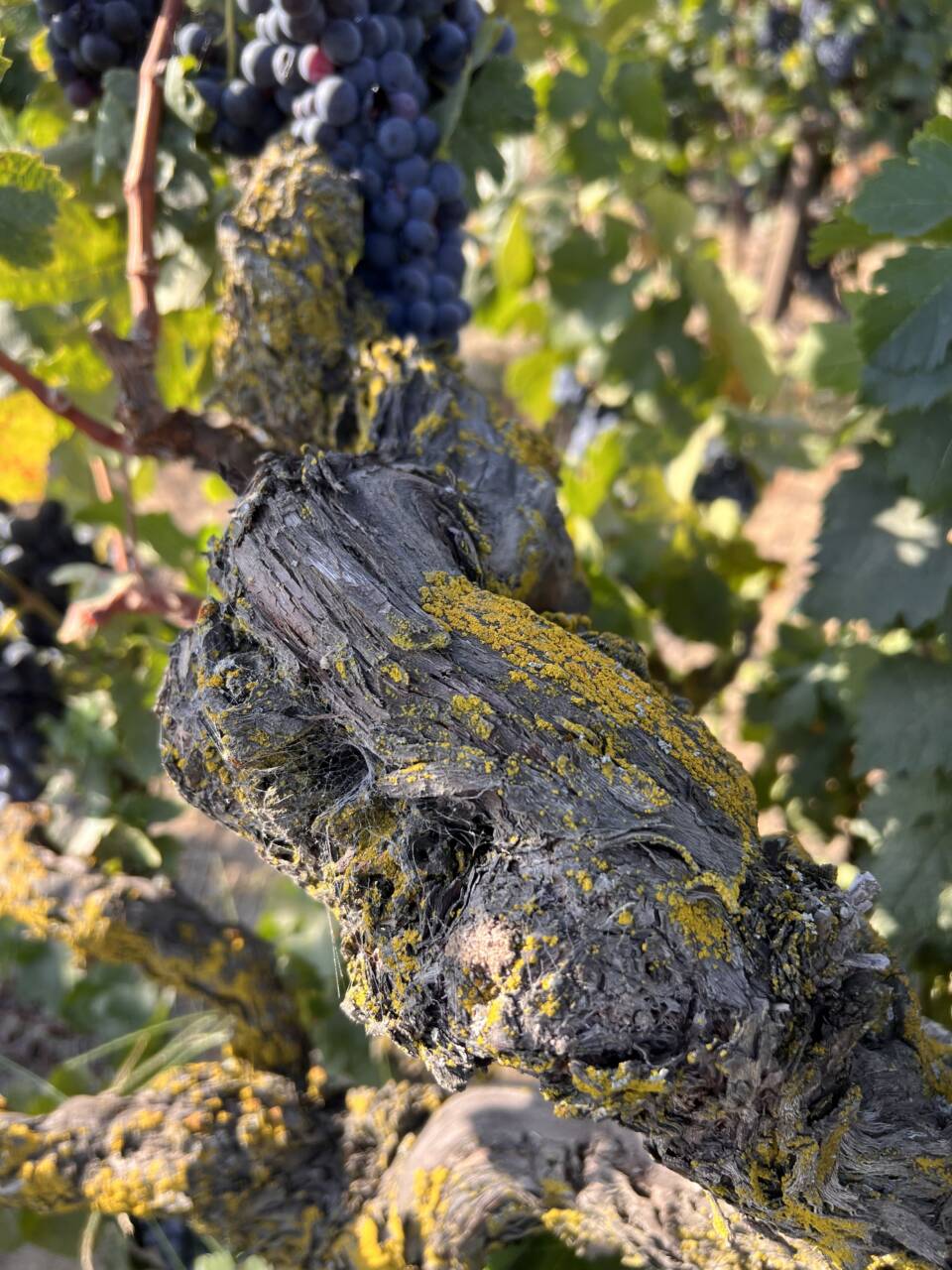 A vine at Mule Plane Vineyard